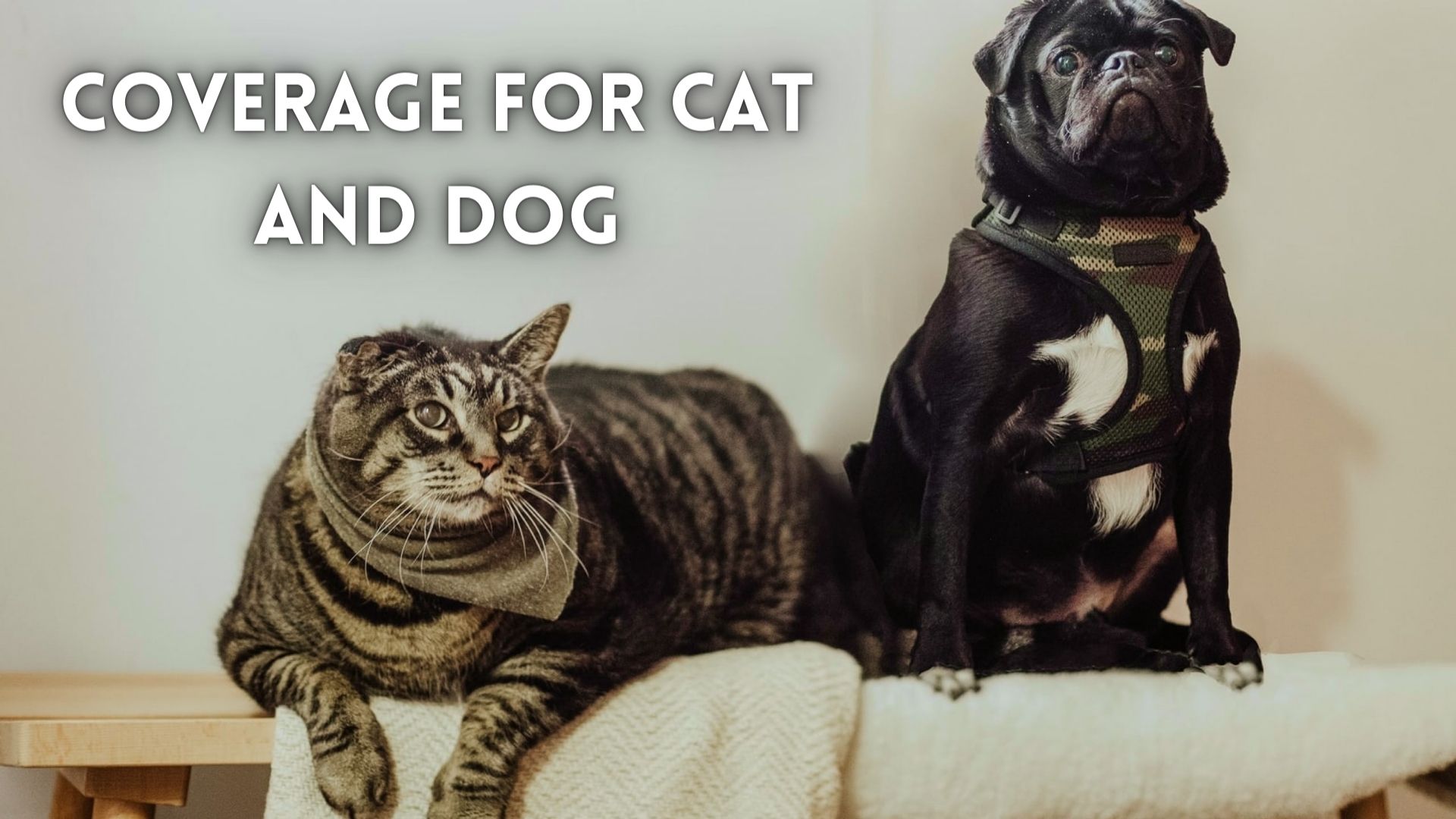 A Closer Look at Coverage for Cat and Dog.