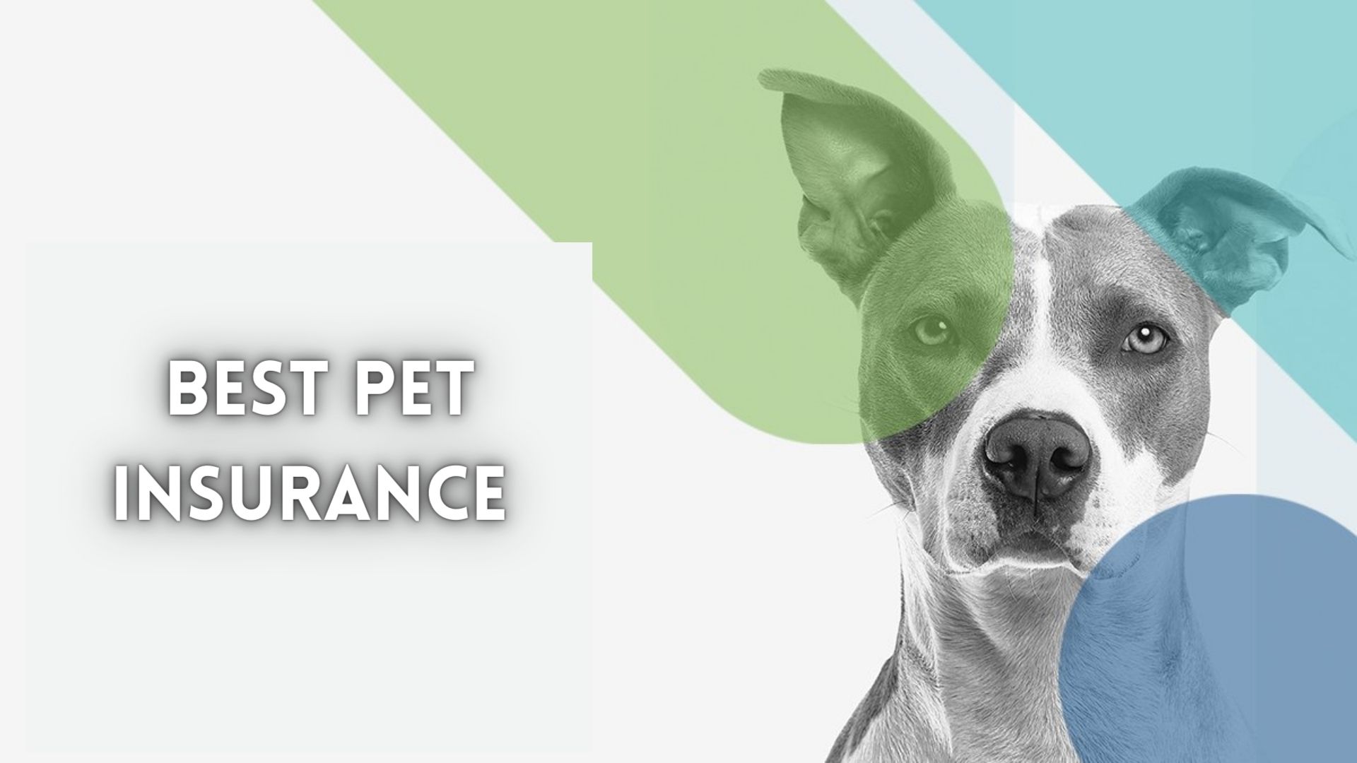 Best Pet Insurance.