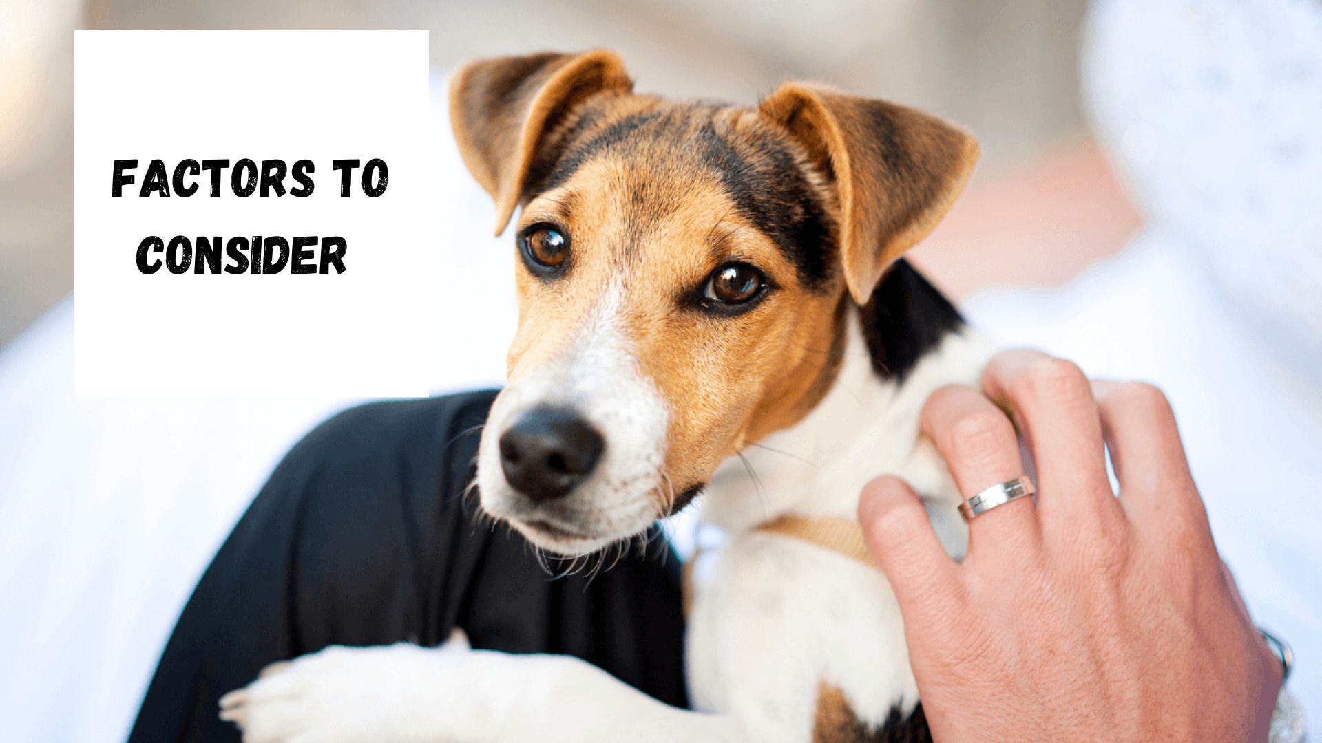 Factors to Consider When Choosing Pet Insurance.